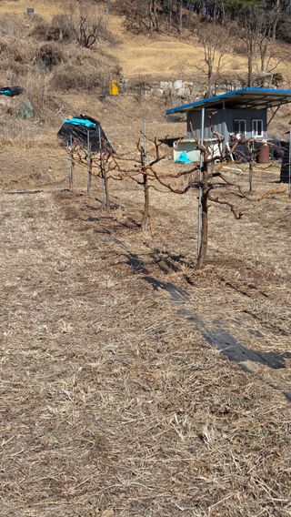 남상호 님의 기타작물 · 영농일지 작성글 사진