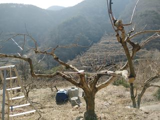 단감당감님의 감 · 영농일지 작성글 사진