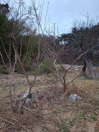 주재필님의 사과 · 영농일지 작성글 사진