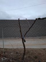 팜모닝 사과·영농일지 게시글 이미지