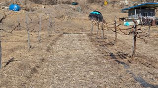 남상호 님의 기타작물 · 영농일지 작성글 사진