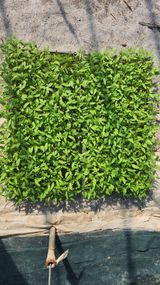 팜모닝 기타작물·영농일지 게시글 이미지