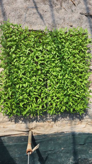 윤희한님의 기타작물 · 영농일지 작성글 사진