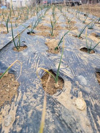 알렉산더님의 양파 · 영농일지 작성글 사진