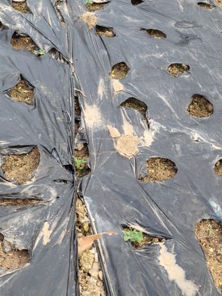 알렉산더님의 양파 · 영농일지 작성글 사진