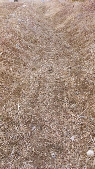 강성흔목사 님의 기타작물 · 영농일지 작성글 사진