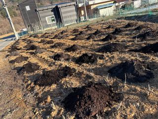 이익수님의 마늘 · 영농일지 작성글 사진