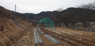 정천복님의 기타작물 · 영농일지 작성글 사진