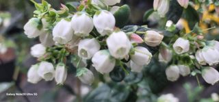 나산 블루베리농원님의 블루베리 · 영농일지 작성글 사진