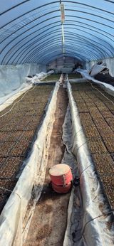 팜모닝 고추·영농일지 게시글 이미지