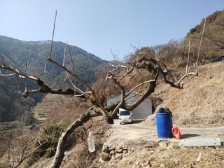 단감당감님의 감 · 영농일지 작성글 사진