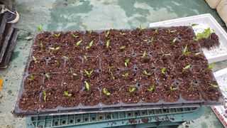 유윤주님의 고추 · 영농일지 작성글 사진