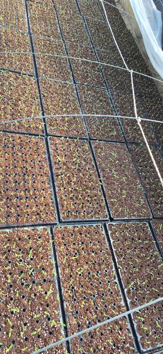 강성분님의 고추 · 영농일지 작성글 사진