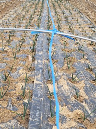 알렉산더님의 양파 · 영농일지 작성글 사진