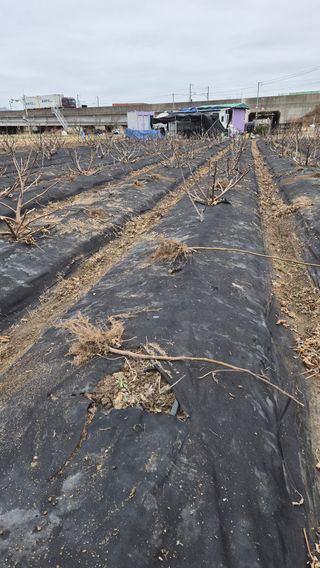 늘푸른 농장주님의 기타작물 · 영농일지 작성글 사진