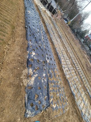 알렉산더님의 양파 · 영농일지 작성글 사진