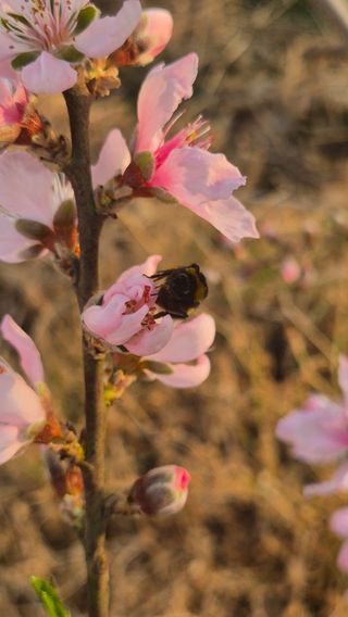 최근만님의 복숭아 · 영농일지 작성글 사진