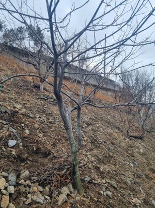 김용대님의 감 · 영농일지 작성글 사진