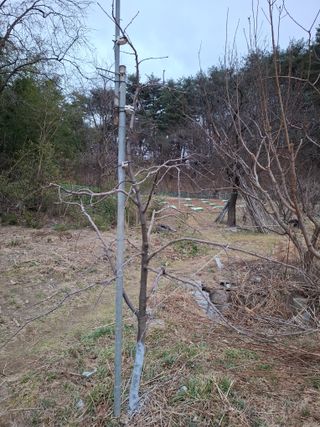 주재필님의 사과 · 영농일지 작성글 사진