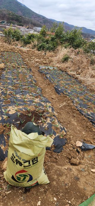 김순섭님의 기타작물 · 영농일지 작성글 사진
