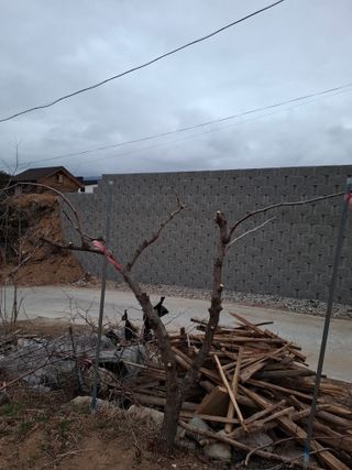 주재필님의 사과 · 영농일지 작성글 사진