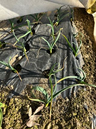 이익수님의 마늘 · 영농일지 작성글 사진