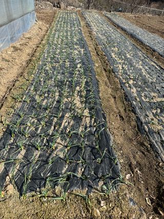 이익수님의 마늘 · 영농일지 작성글 사진