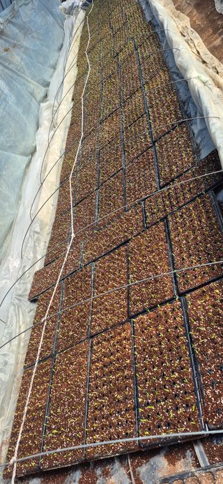 강성분님의 고추 · 영농일지 작성글 사진