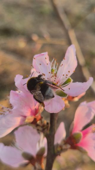 최근만님의 복숭아 · 영농일지 작성글 사진