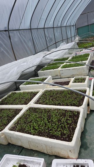 유윤주님의 고추 · 영농일지 작성글 사진