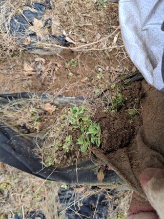 형남영님의 고추 · 영농일지 작성글 사진