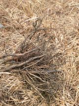 팜모닝 기타작물·영농일지 게시글 이미지