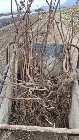 늘푸른 농장주님의 기타작물 · 영농일지 작성글 사진