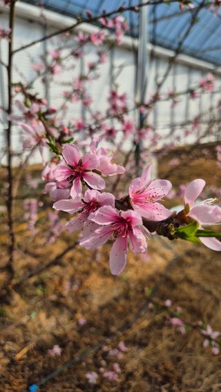 최근만님의 복숭아 · 영농일지 작성글 사진