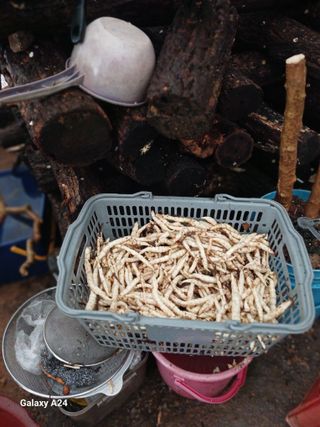 강성흔목사 님의 기타작물 · 영농일지 작성글 사진