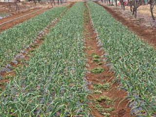 정양면 님의 마늘 · 영농일지 작성글 사진