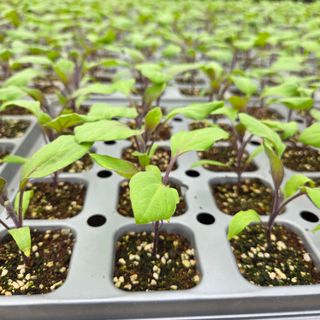 이성원님의 고추 · 영농일지 작성글 사진