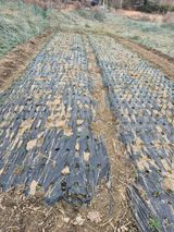 팜모닝 마늘·영농일지 게시글 이미지