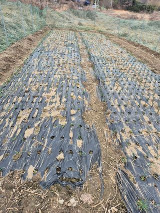 김두원님의 마늘 · 영농일지 작성글 사진