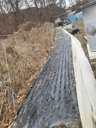 전선경님의 마늘 · 영농일지 작성글 사진