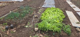 통영바닷가님의 기타작물 · 영농일지 작성글 사진