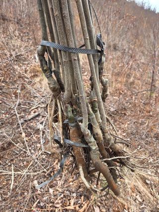 서성환님의 기타작물 · 영농일지 작성글 사진