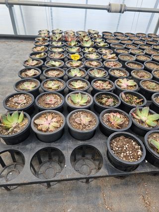 신상섭님의 기타작물 · 영농일지 작성글 사진