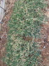 팜모닝 파·영농일지 게시글 이미지