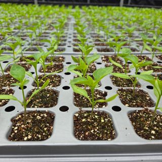 이성원님의 고추 · 영농일지 작성글 사진