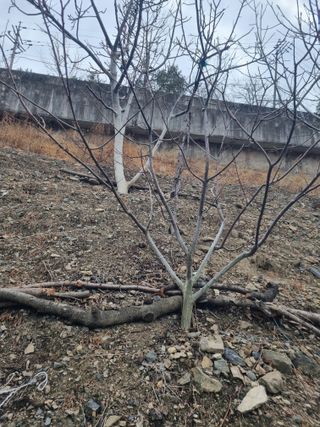 김용대님의 감 · 영농일지 작성글 사진