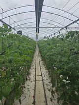 팜모닝 토마토·영농일지 게시글 이미지