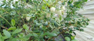 류근택님의 블루베리 · 영농일지 작성글 사진