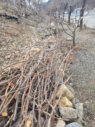 김용대님의 감 · 영농일지 작성글 사진