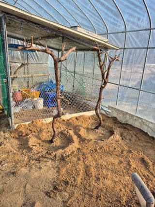 김용민님의 기타작물 · 영농일지 작성글 사진